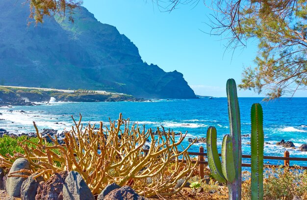 The Atlantic Ocean and plants on the sea shore of Tenerife island, The Canaries