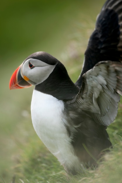 Atlantic Puffin or Common Puffin - Fratercula arctica on Mykines, Faroe Islands