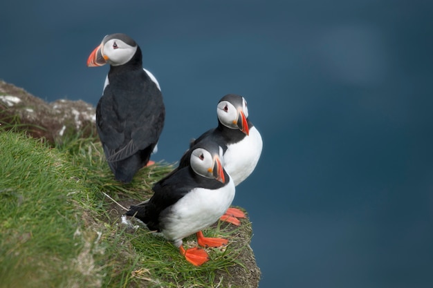 대서양 Puffin 또는 일반적인 Puffin-Mykines, Fraoe Islands의 Fratercula arctica