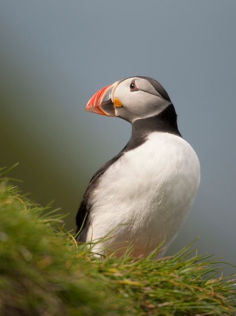 大西洋Puffinまたは一般的なPuffin-ミキネス、フェロー諸島のFraterculaアークティカ