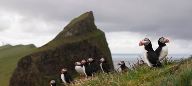 Pulcinella di mare o pulcinella di mare - fratercula arctica su mykines, isole faroe