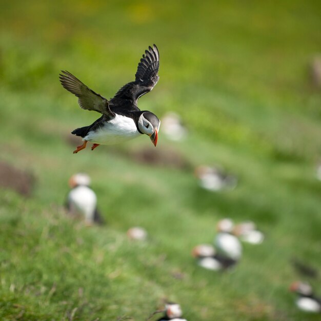 대서양 Puffin 또는 일반적인 Puffin-Mykines, Fraoe Islands의 Fratercula arctica