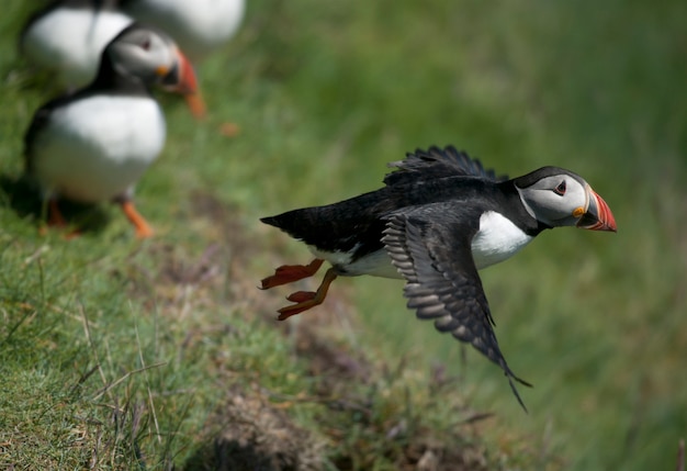 Atlantic Puffin or Common Puffin - Fratercula arctica on Mykines, Faroe Islands