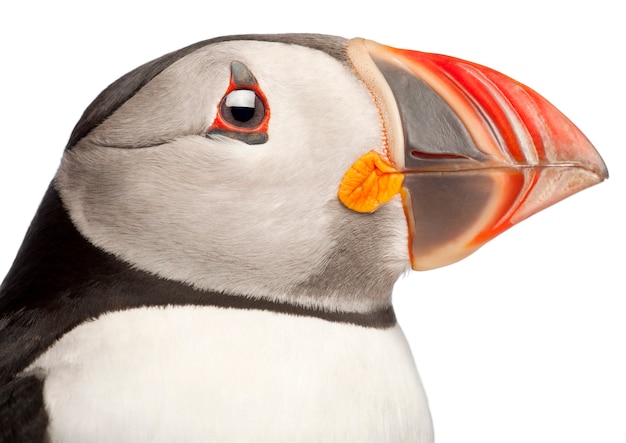 대서양 Puffin 또는 일반적인 Puffin- Fratercula arctica