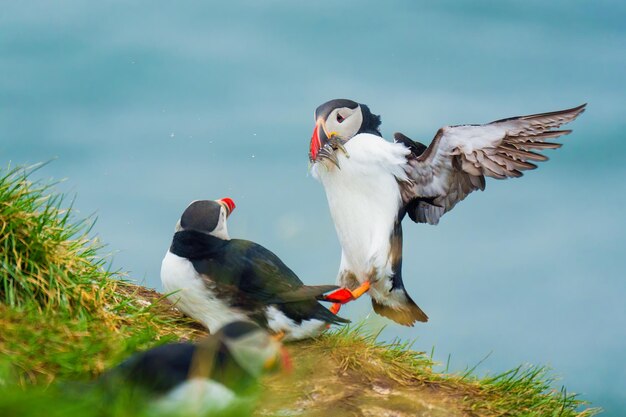 Atlantic puffin flying and catching eel in ocean during summer