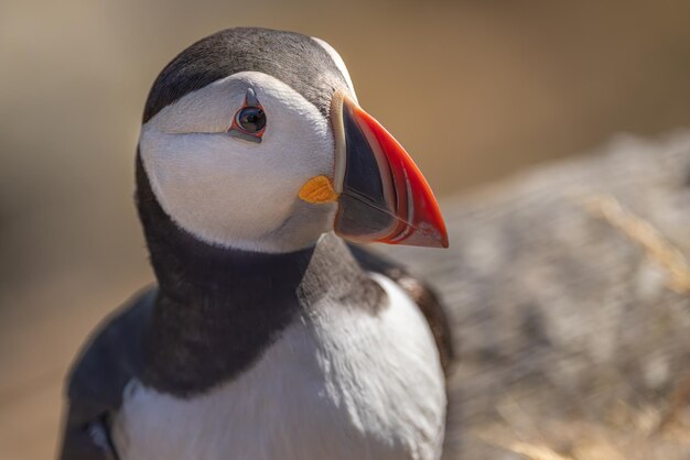 Photo atlantic puffin fratercula arctica on the rock on the island of runde norway