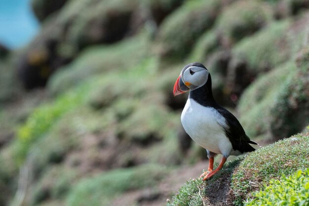 Pulcinella di mare fratercula arctica isola di saltee in irlanda