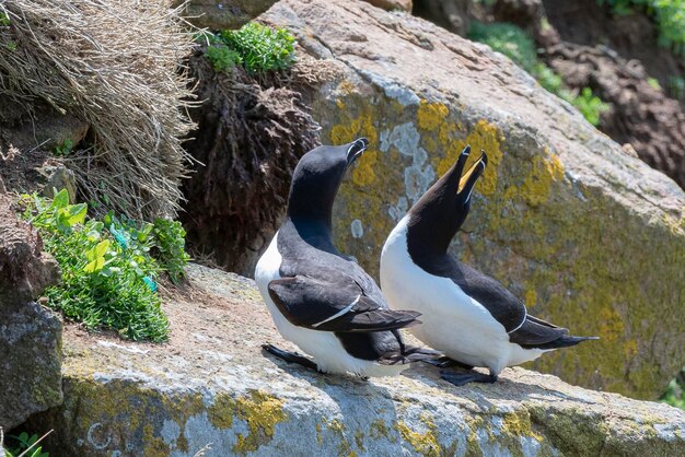 대서양 퍼핀 Fratercula arctica Saltee Island Ireland