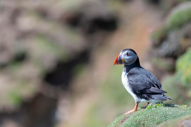 Photo atlantic puffin fratercula arctica saltee island ireland