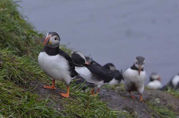 Photo atlantic puffin fratercula arctica