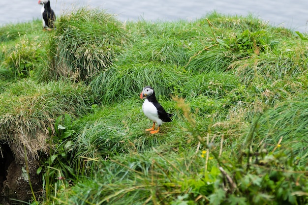 Atlantic puffin from Borgarfjordur fjord, east Iceland. Iceland wildlife