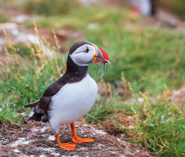 Atlantic Puffin met vis tijdens het paneerseizoen op de Farne Islands in Engeland UK