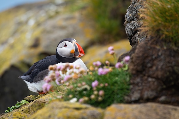 Atlantic puffin sitting on a rocky cliff in summer