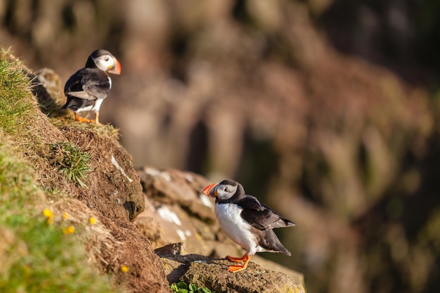 Atlantic puffin in Western Iceland