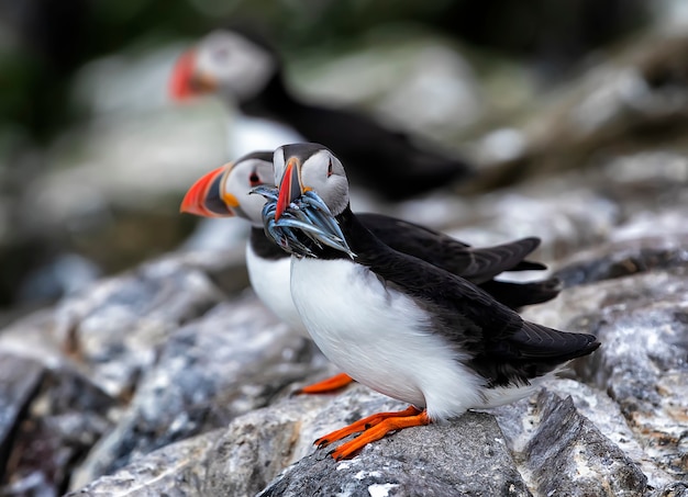 An Atlantic puffin with fishes in his beak. Farne Islands, Northumberland England, North Sea