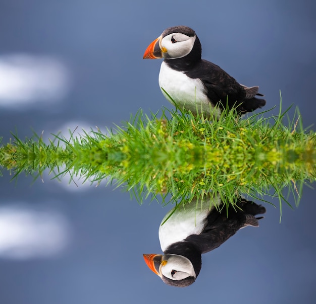 Atlantic puffins bird or common puffin in grass mykines faroe\
islands