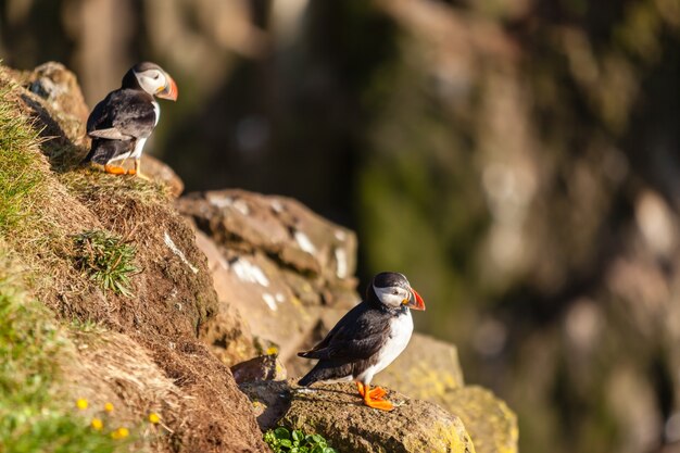 Atlantic puffins -fratercula arctica- on a coast cliff in western iceland