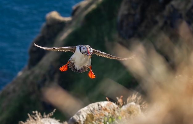 Atlantische papegaai Fratercula arctica vliegt met vis in zijn snavel op het eiland Runde in Noorwegen