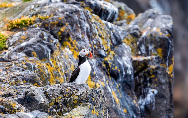 Atlantische papegaaiduiker -fratercula-arctica- op een kustklip in Schotland. Isle of May