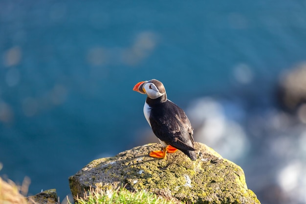 Atlantische papegaaiduiker in West-IJsland