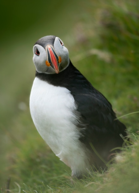 Atlantische papegaaiduiker of papegaaiduiker - Fratercula arctica op Mykines, Faeröer