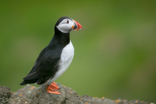 Atlantische papegaaiduiker of papegaaiduiker - Fratercula arctica op Mykines, Faeröer