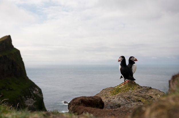 Atlantische papegaaiduiker of papegaaiduiker - Fratercula arctica op Mykines, Faeröer