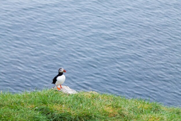 Foto atlantische papegaaien uit de fjord borgarfjordur in het oosten van ijsland ijslandse wilde dieren gemeenschappelijke papegaai fratercula arctica