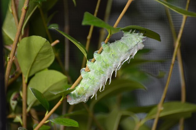 Atlas moth attacus atlas caterpillar salendo su uno stelo vegetale