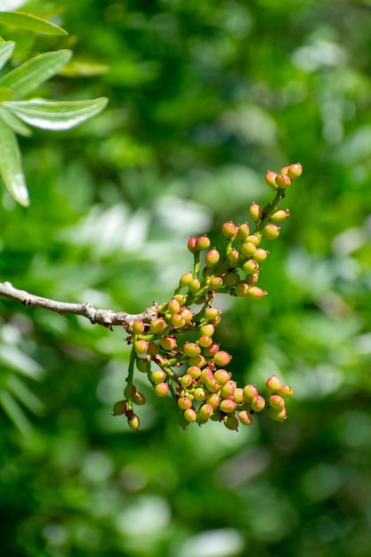 Atlas pistachio Pistacia Atlantica