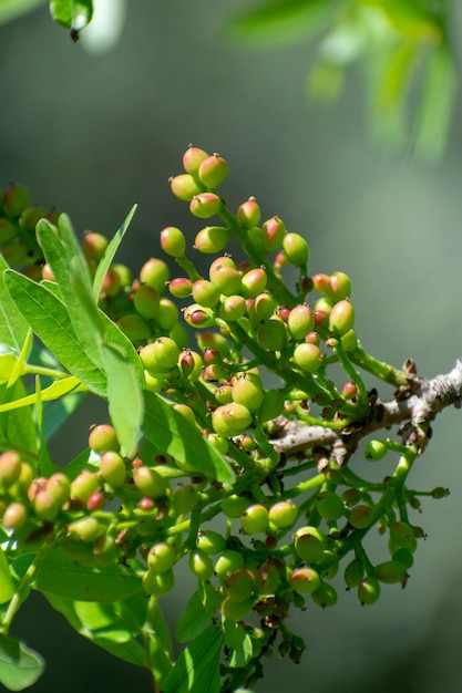 Atlas pistachio Pistacia Atlantica