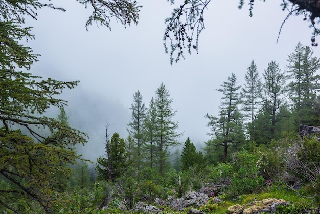 Atmosferisch boslandschap met naaldbomen in lage wolken in regenachtig weer Donkere dichte mist in donker bos onder grijze bewolkte hemel in regen Mysterieus landschap met naaldbomen in dichte mist