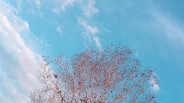 Atmosfera cielo calmo sfondo panorama nuvola rami di alberi secchi autunno estate fine progresso regresso concetto di vita