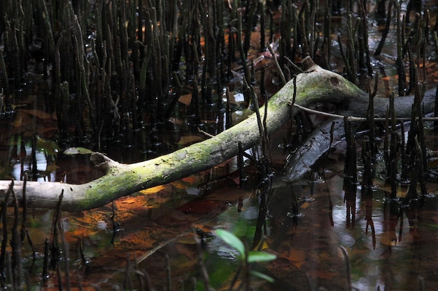 The atmosphere of the mangrove forest is beautiful.