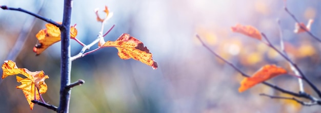 Atmospheric autumn view with dry leaves on tree branches in the garden on a sunny day