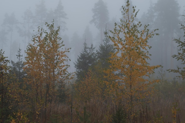 Atmospheric foggy morning in the autumn forest