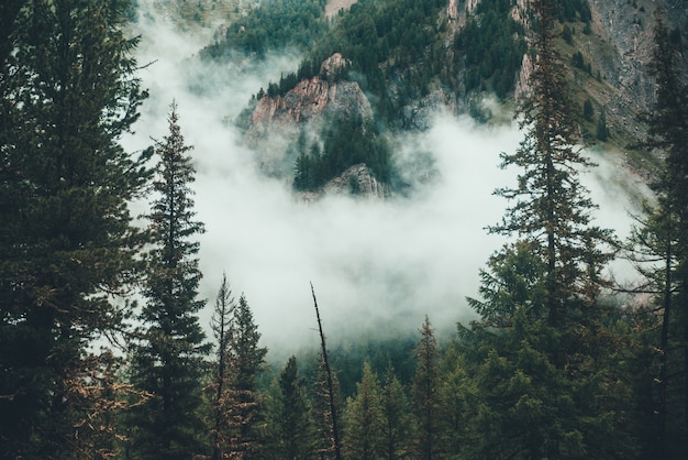 Atmospheric ghostly dark forest in dense fog among big rocks. Gloomy misty scenery with rocky mountain behind coniferous trees in low clouds. Alpine landscape at early morning. Hipster, vintage tones.