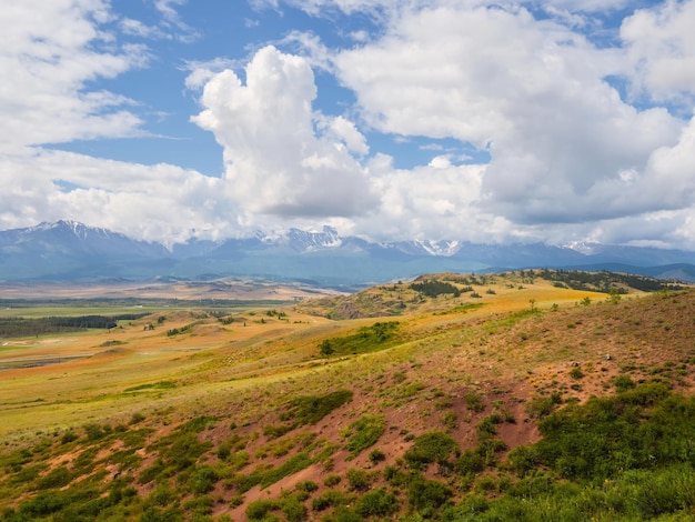 Paesaggio verde suggestivo con abeti in montagna un gruppo di cedri verdi in piedi vicino a una pianura su un altopiano sullo sfondo delle montagne dell'altai sotto nuvole bianche