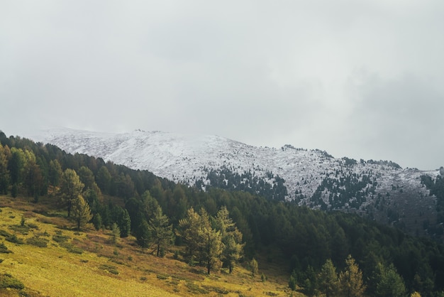 Atmospheric landscape with autumn forest with yellow larches on mountainside in golden sunlight on background of high snow-covered mountain in low clouds. Beautiful mountain in snow under rain clouds.