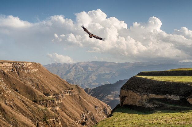 赤と緑の山々のシルエットのある雰囲気のある風景。ワシは山の峡谷の上を飛ぶ。フンザフ。ダゲスタン。