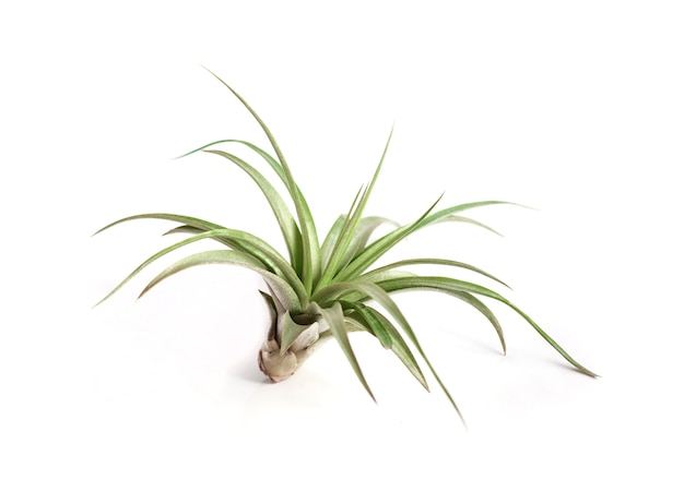 흰색 배경에 고립 된 대기 틸란드시아 (tillandsia Brachycaulos)