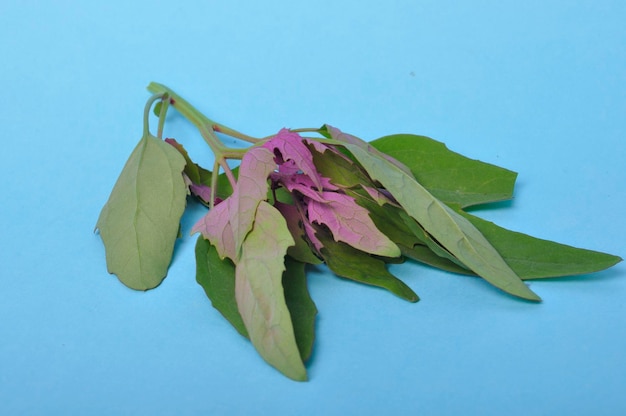 Atriplex hortensis Chenopod on a blue background