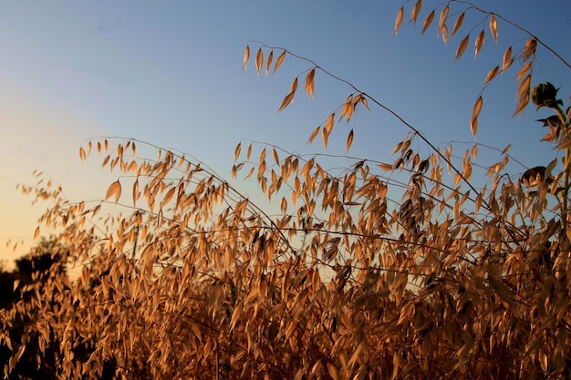 ats in the field spikelets of oats as an agricultural background