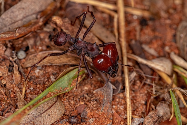 Foto atta bladsnijder mier soldaat van de soort atta laevigata op de grond