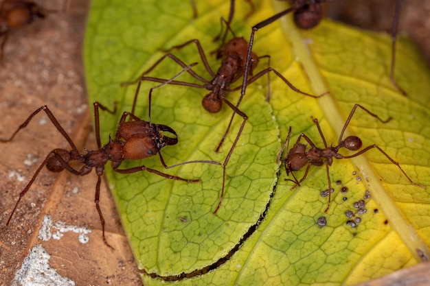 Atta Leaf-cutter Ant of the Genus Atta working