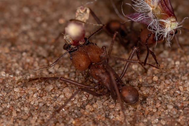 Atta Leaf-cutter Ant of the Genus Atta working