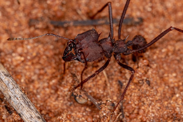 Atta Leaf-cutter Ant of the Genus Atta