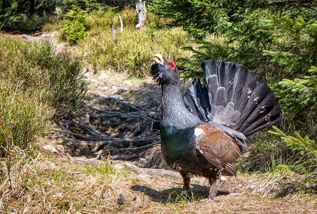 Attacking wood grouse