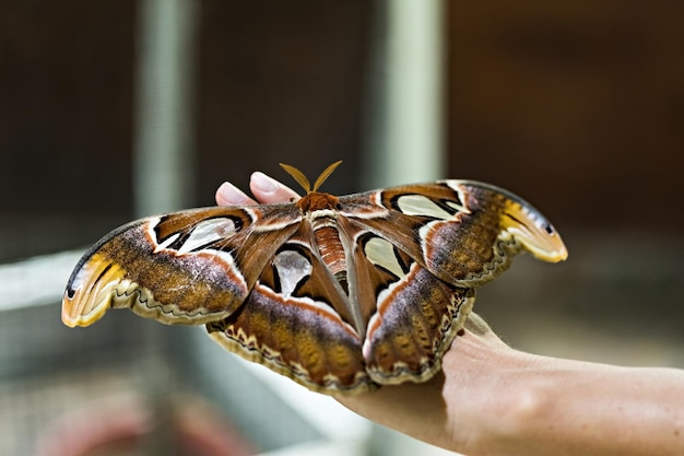 Фото Бабочка attacus atlas на бали, индонезия