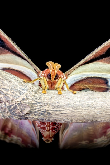 Attacus Atlas